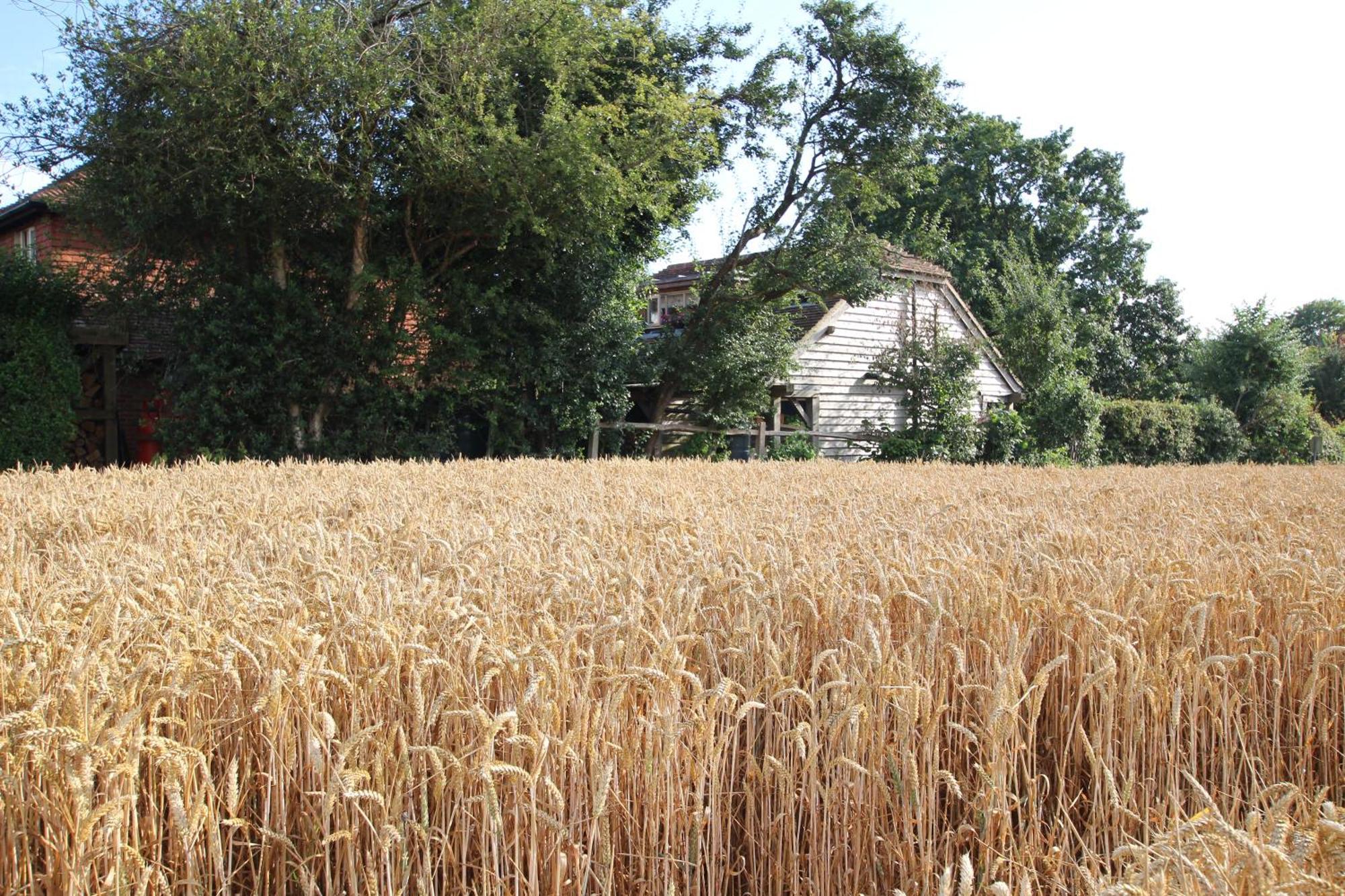 Cowslip Barn Annexe, Countryside Stay Near Chichester Exterior foto